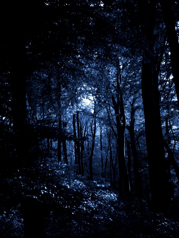 Creation of Kobalt Forest: Step 3